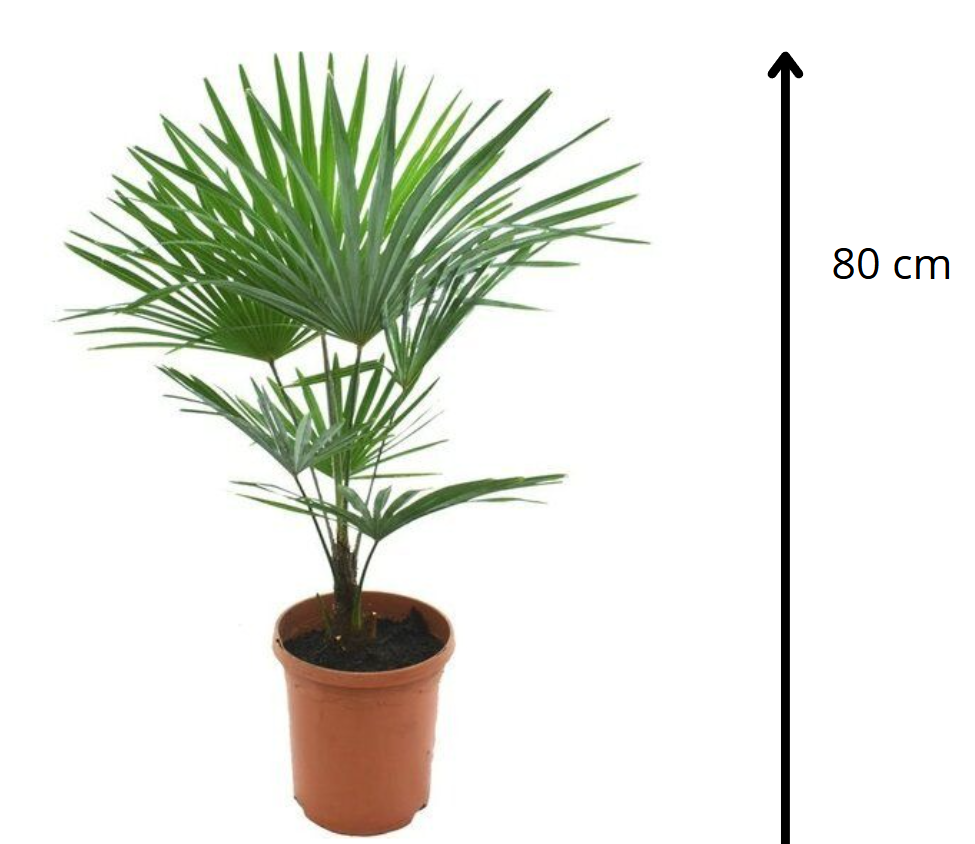Trachycarpus Princeps Wagnerianus
